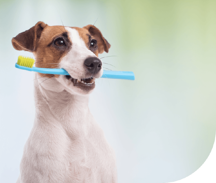 Zahngesundheit Bild Hoeveler Dog ZAHN PLUS